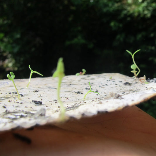 Hang Tag with Seed Paper